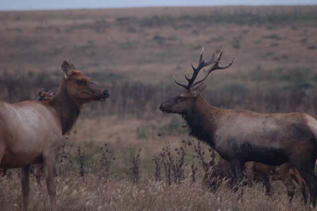 tule elk